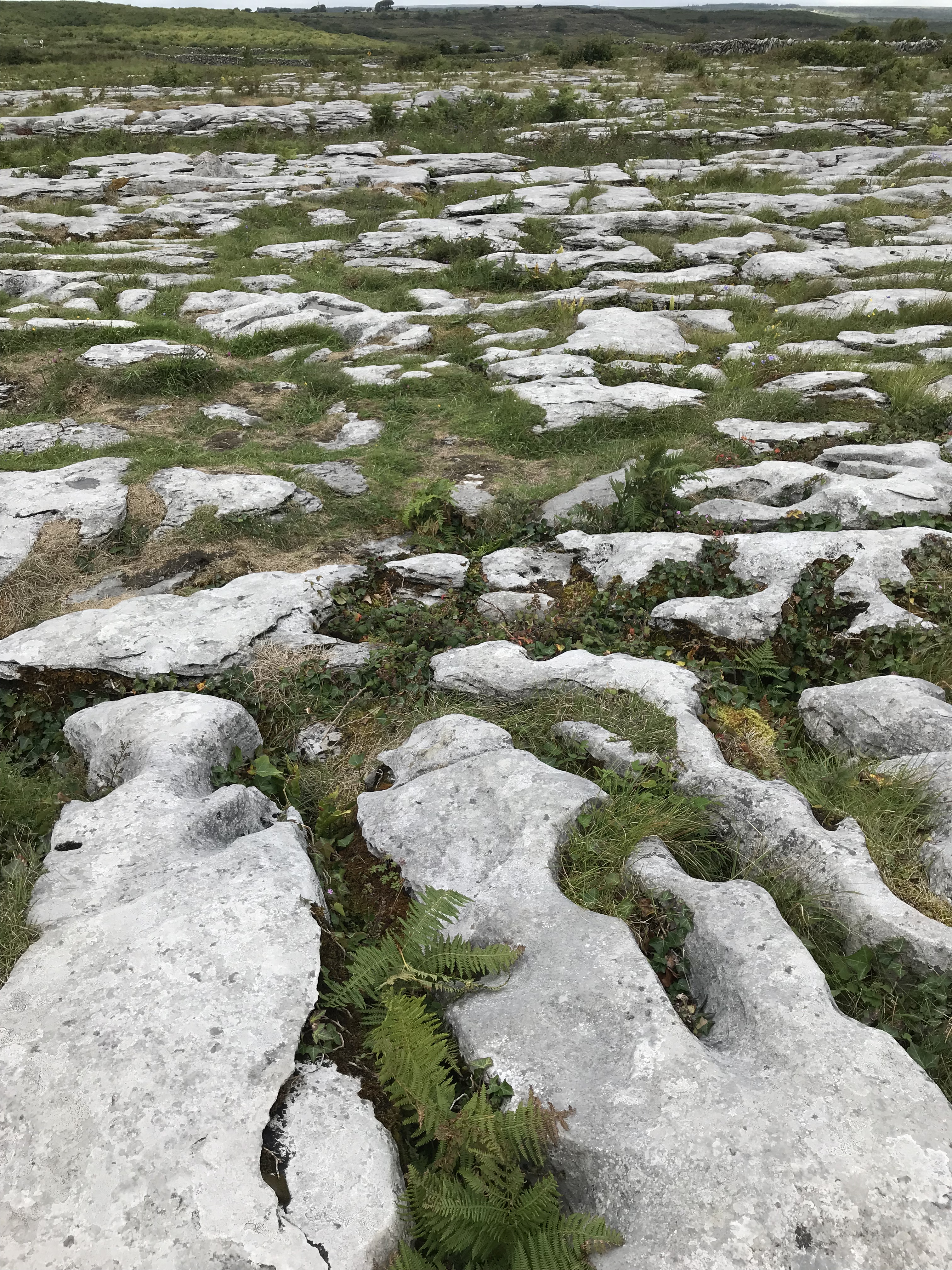 3A99ACA9-7C89-4DFC-BD18-9F64CFCEE1A1